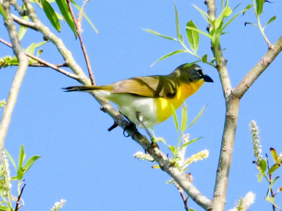 Yellow-breasted Chat - Roger Horn
