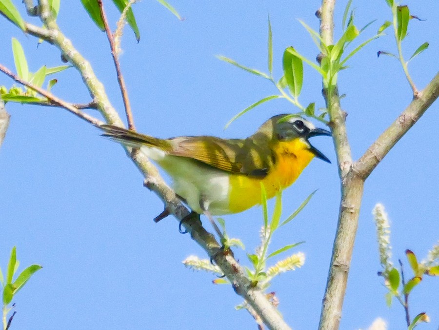 Yellow-breasted Chat - Roger Horn