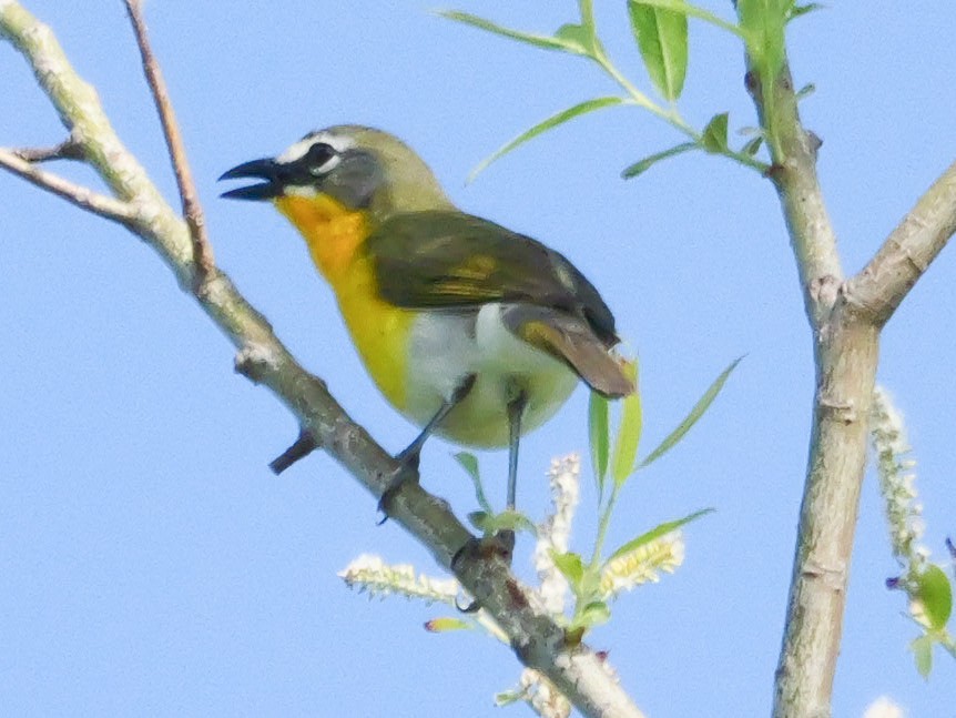 Yellow-breasted Chat - Roger Horn