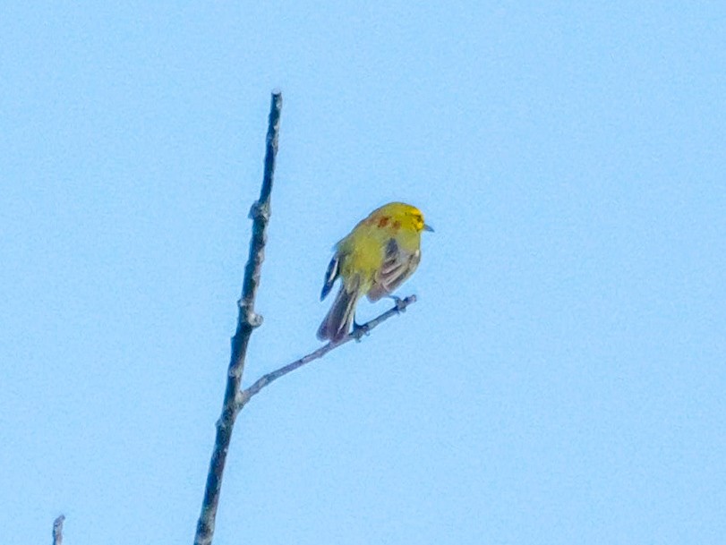 Prairie Warbler - Roger Horn