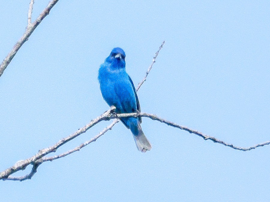 Indigo Bunting - Roger Horn