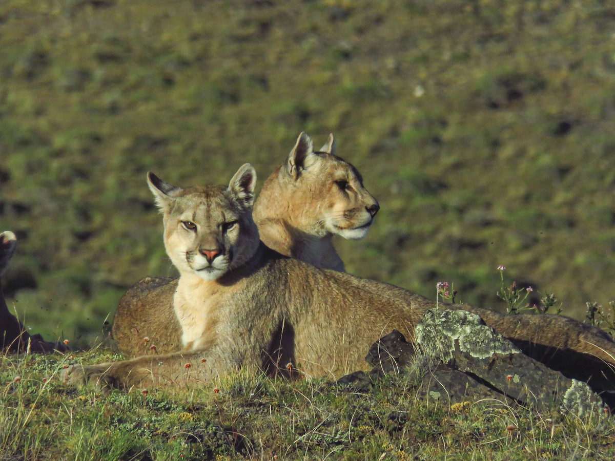 South American Mountain Lion - ML659181815
