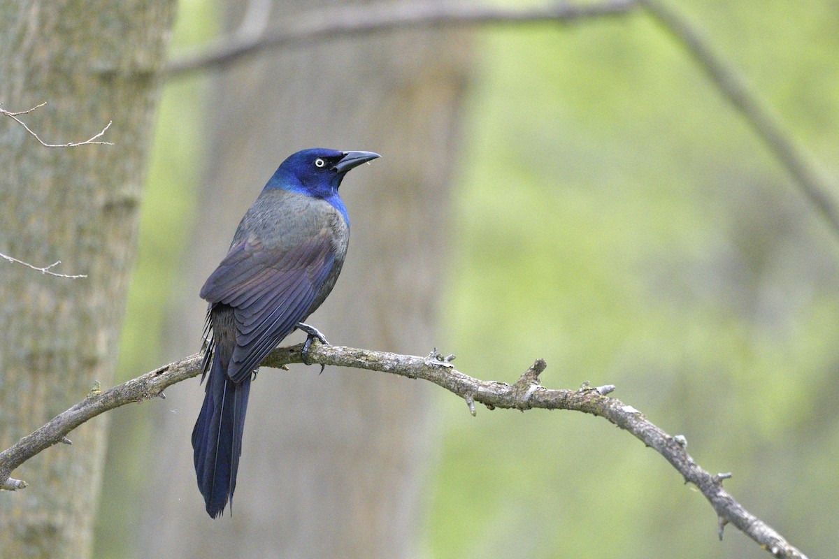 Common Grackle - ML659182114