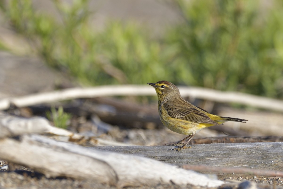 Palm Warbler - ML659182301