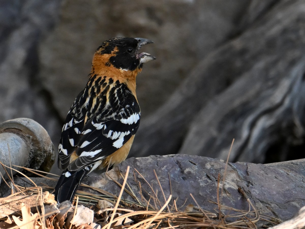 Black-headed Grosbeak - ML659182332