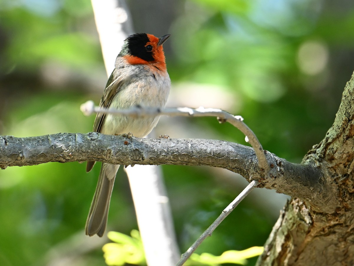 Red-faced Warbler - ML659182345