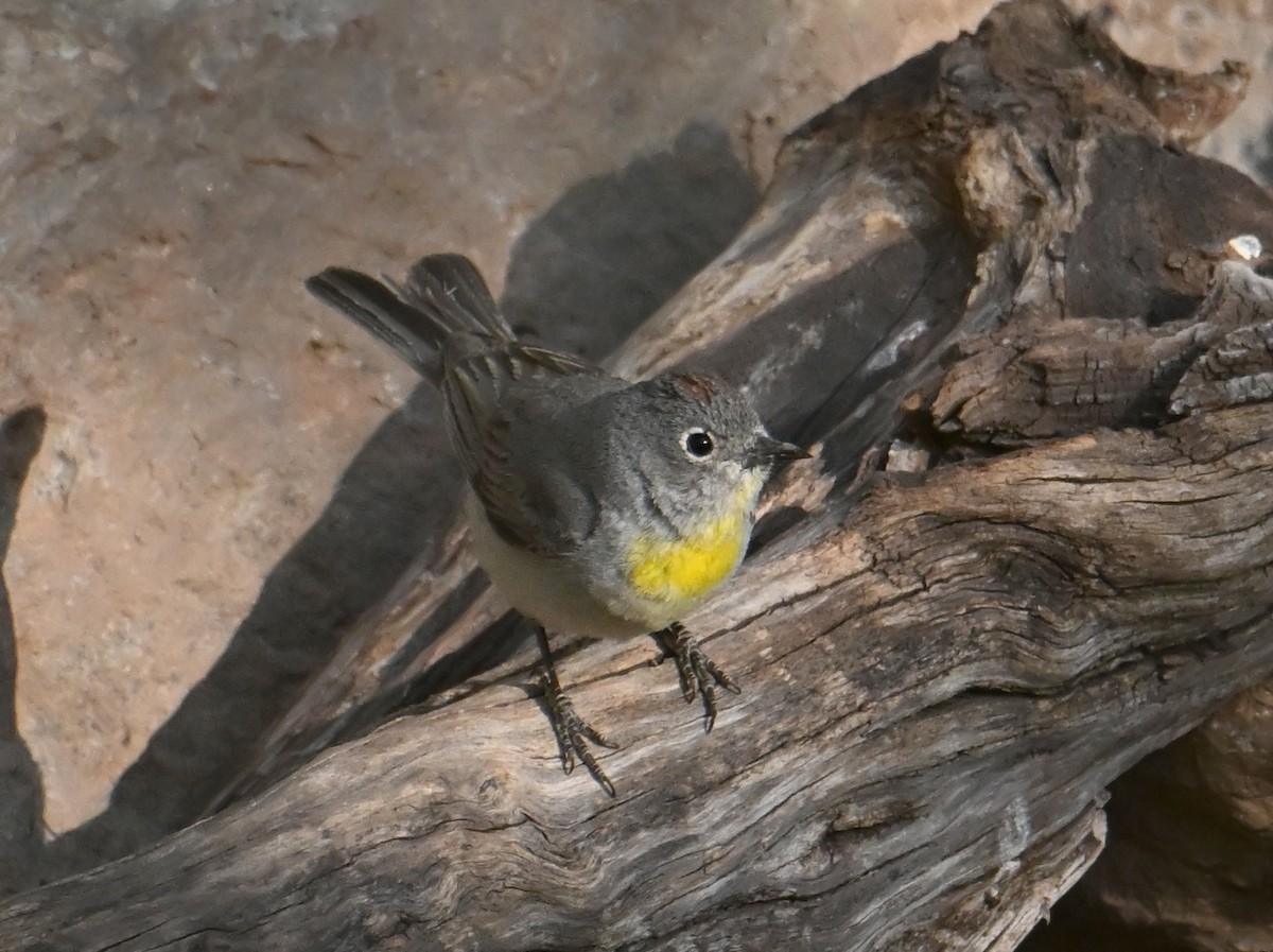 Virginia's Warbler - ML659182359