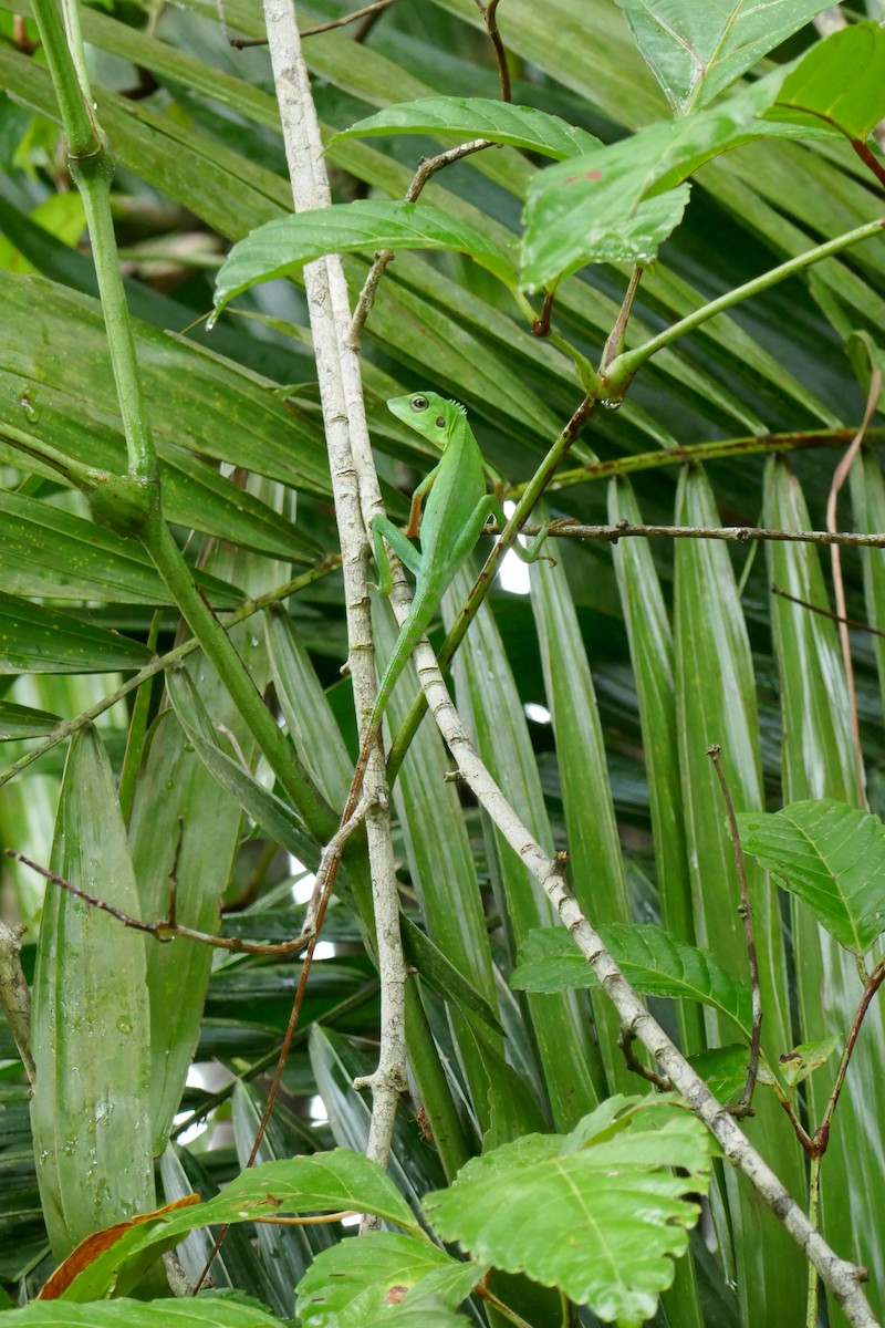 Green Crested Lizard - ML659182620