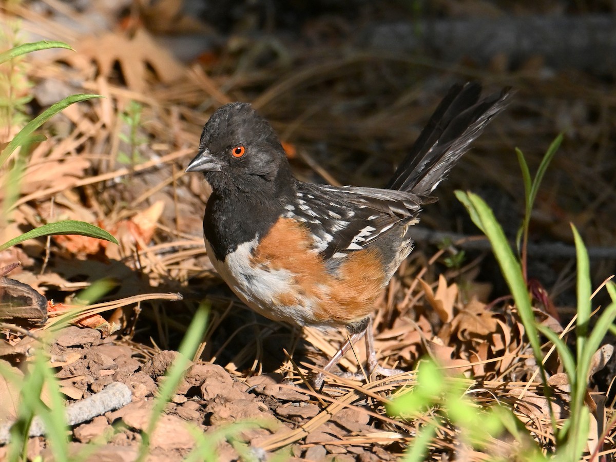 Spotted Towhee - ML659182623