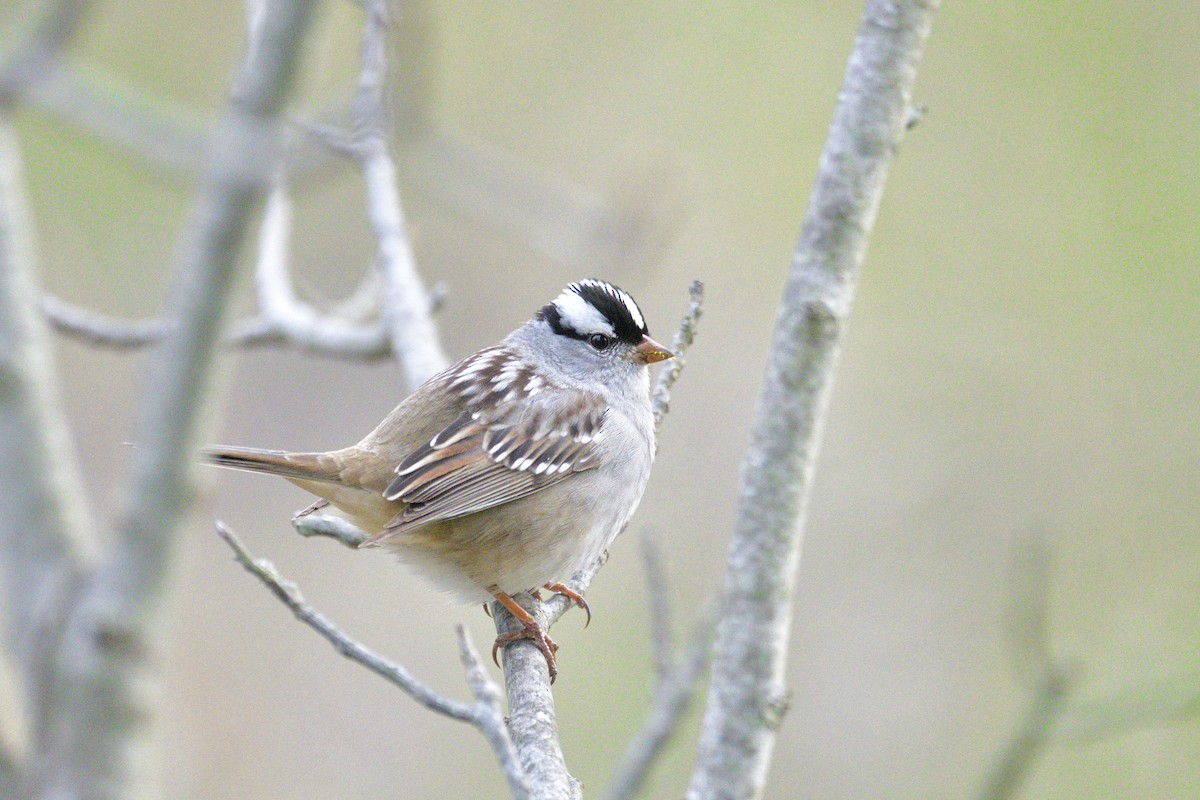 White-crowned Sparrow - ML659182651