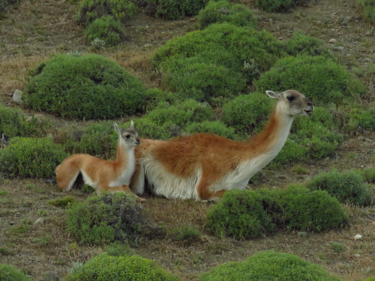 Guanaco - ML659182705