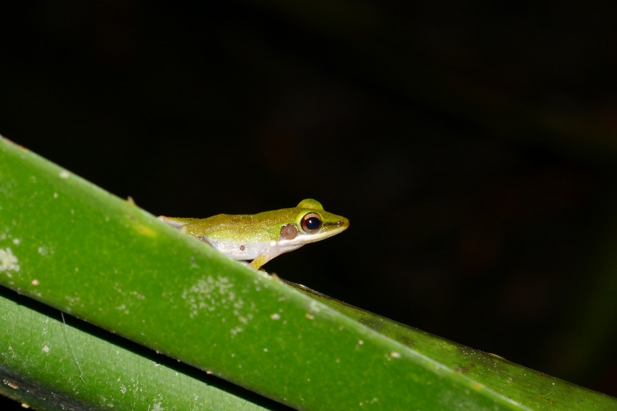 Borneo White-lipped Frog - ML659182718