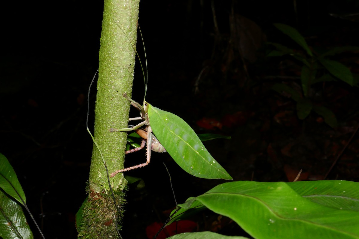 Malayan leaf katydid - ML659182719
