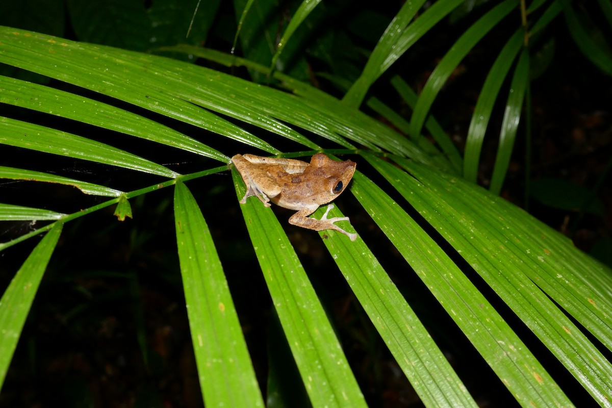 Collett's Tree Frog - ML659182720