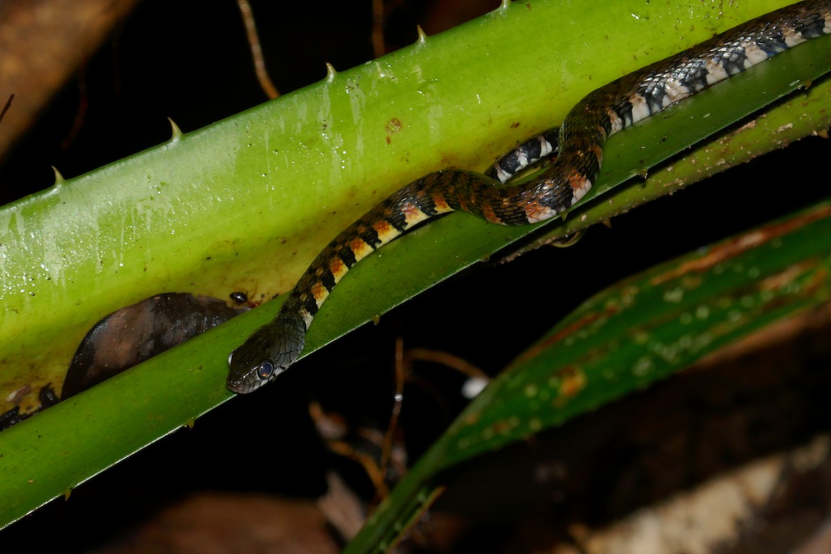 Striped Bronzeback - ML659182721