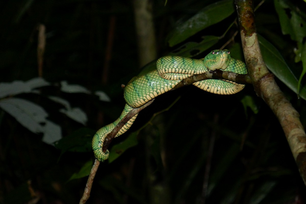 Wagler's Pit Viper - ML659182722