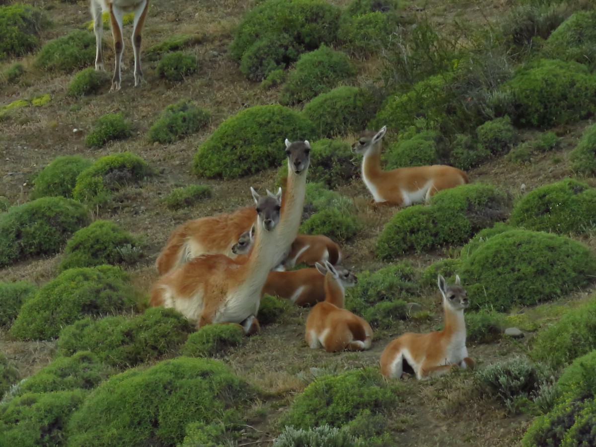 Guanaco - ML659182724