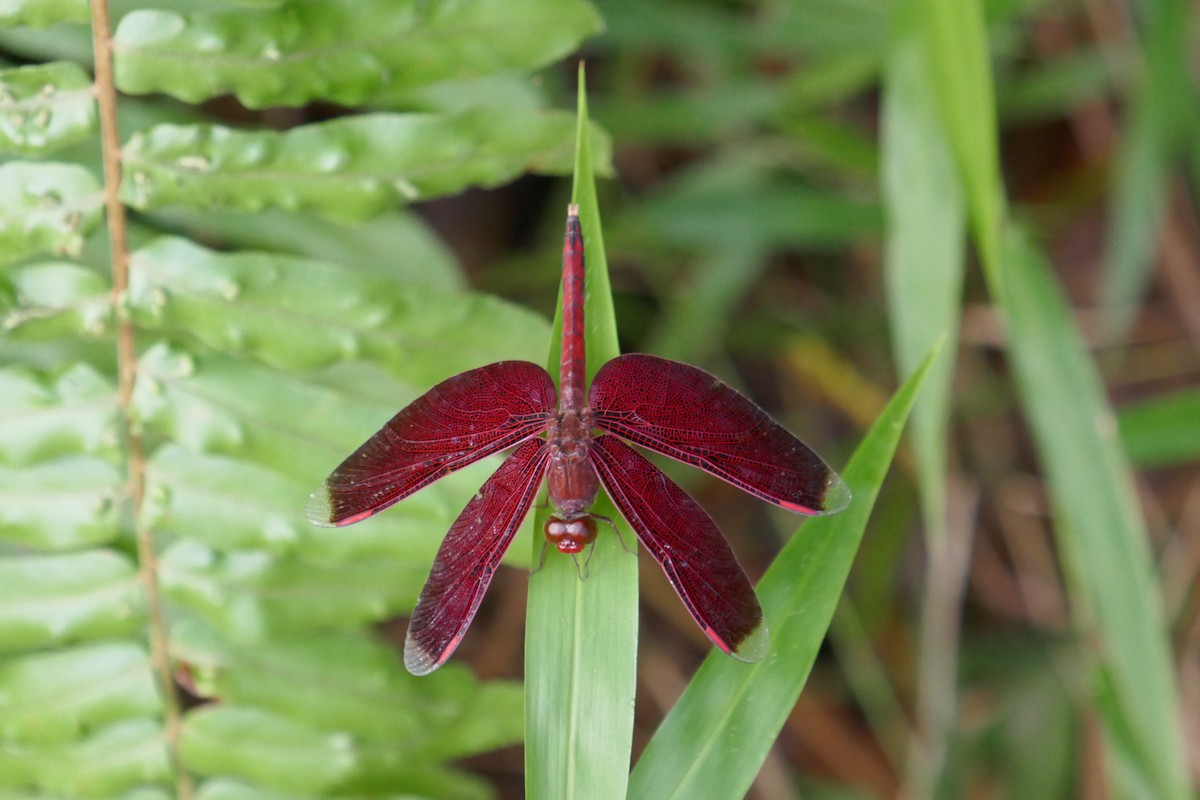 Dragonflies and Damselflies - ML659182726