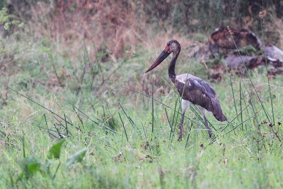 Saddle-billed Stork - ML659182743