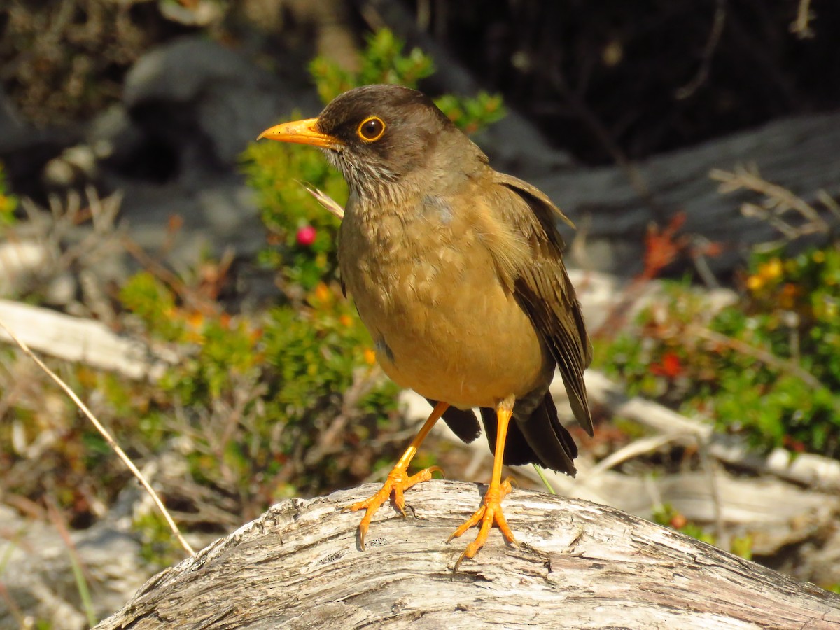 Austral Thrush - ML659182834