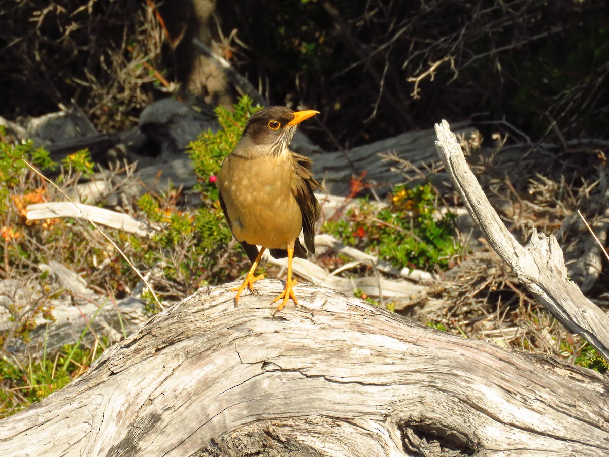 Austral Thrush - ML659182835