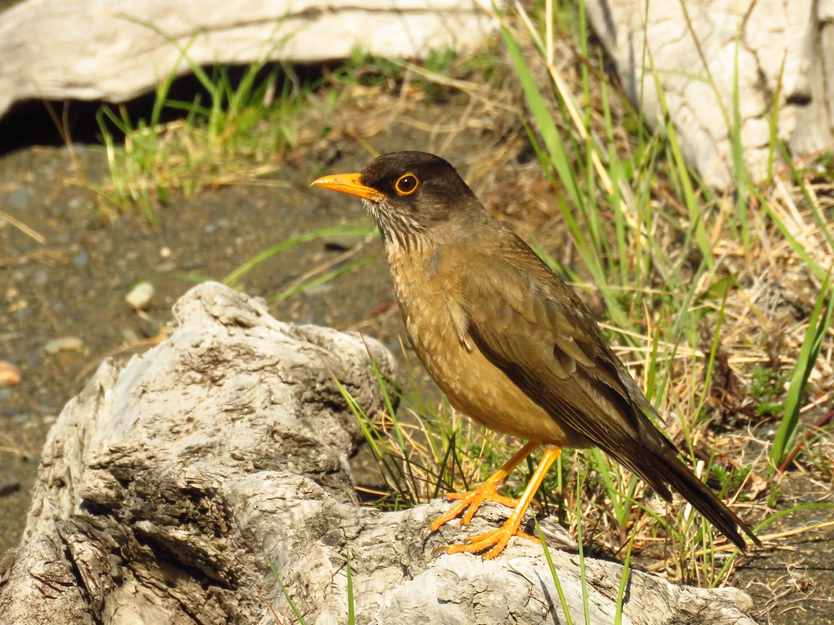 Austral Thrush - ML659182836
