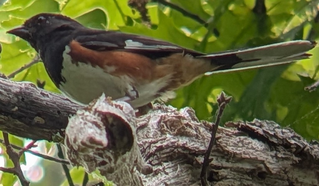 Eastern Towhee - ML659183272