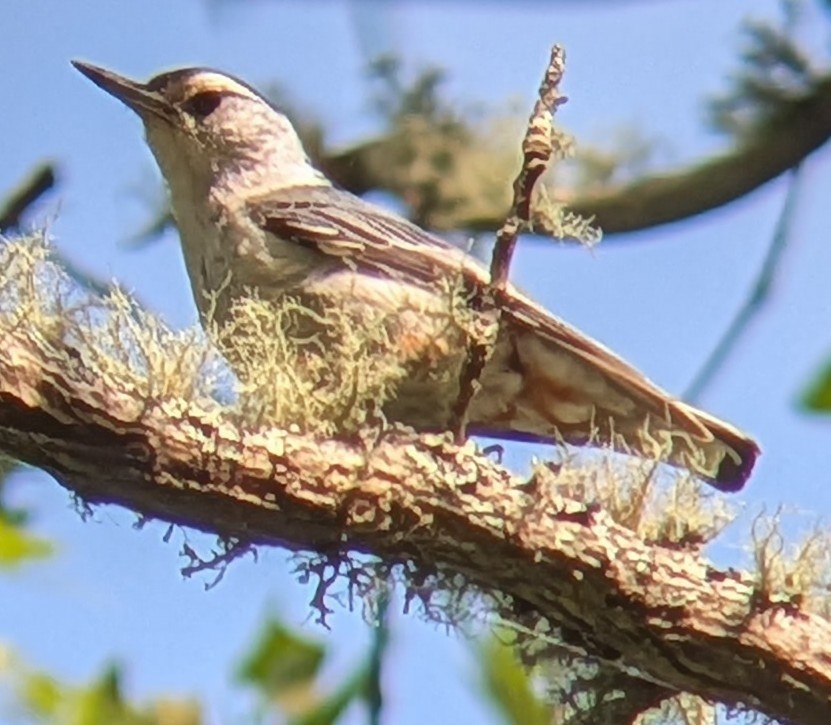 White-breasted Nuthatch - ML659183323