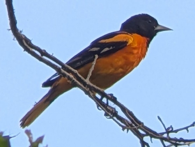 Baltimore Oriole - ML659183383