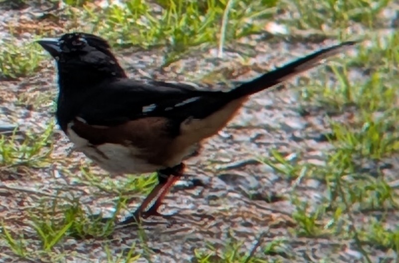 Eastern Towhee - ML659183422
