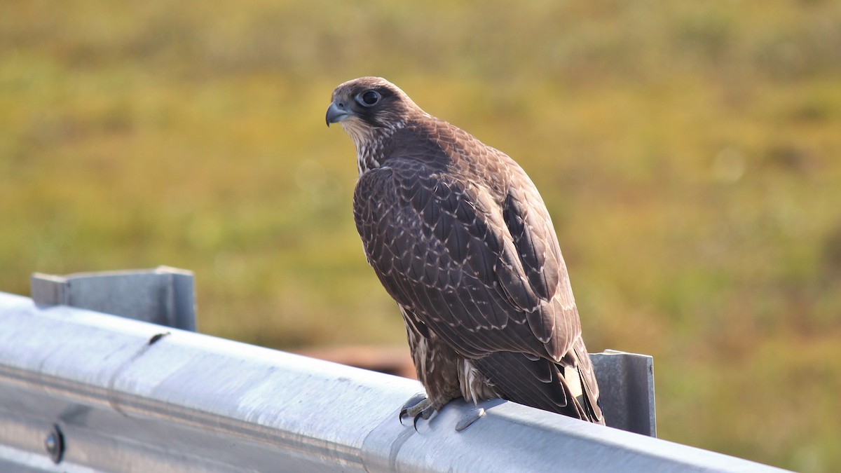 Gyrfalcon - ML65918351