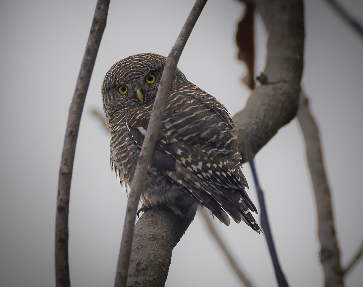 Asian Barred Owlet - ML659183683
