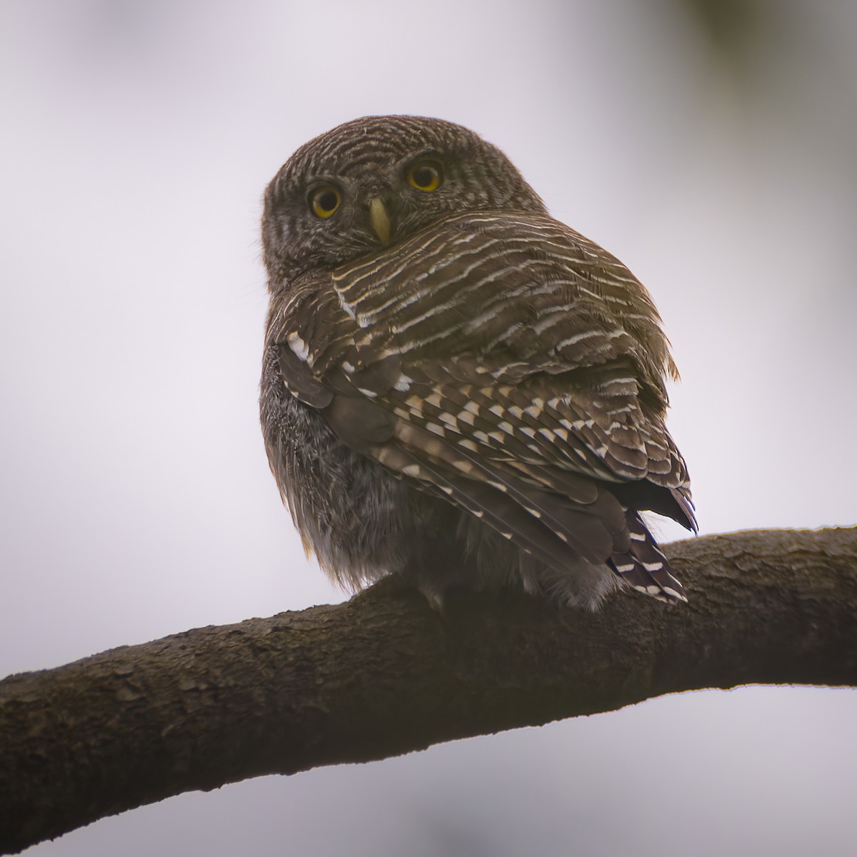 Asian Barred Owlet - ML659183690