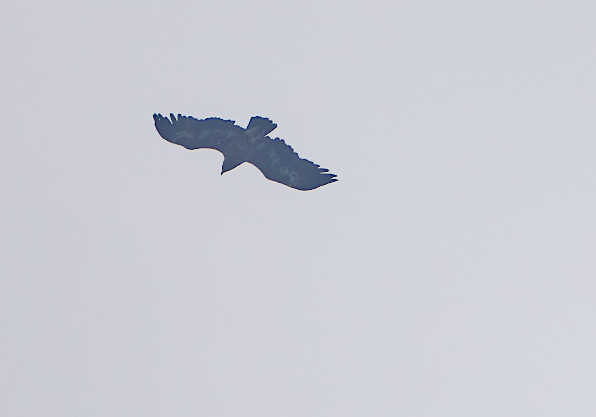 Steppe Eagle - ML659183768