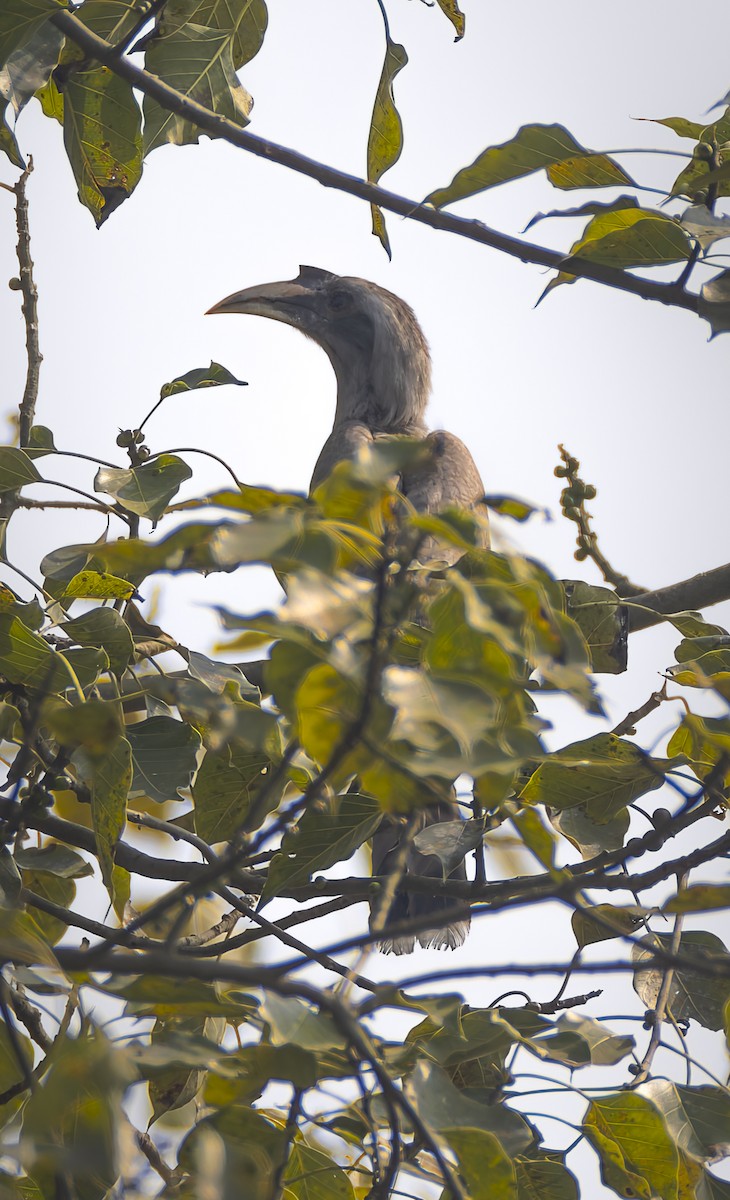 Indian Gray Hornbill - ML659183793