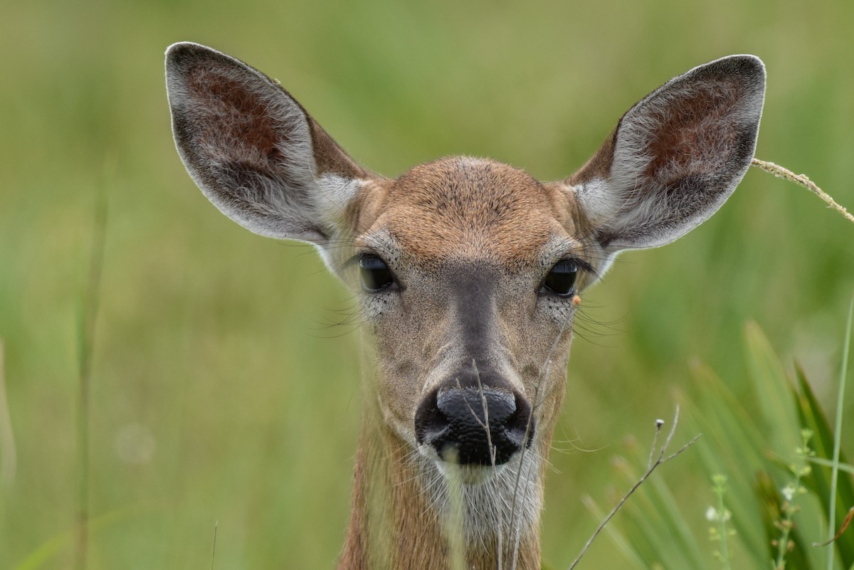 White-tailed Deer - ML659183795