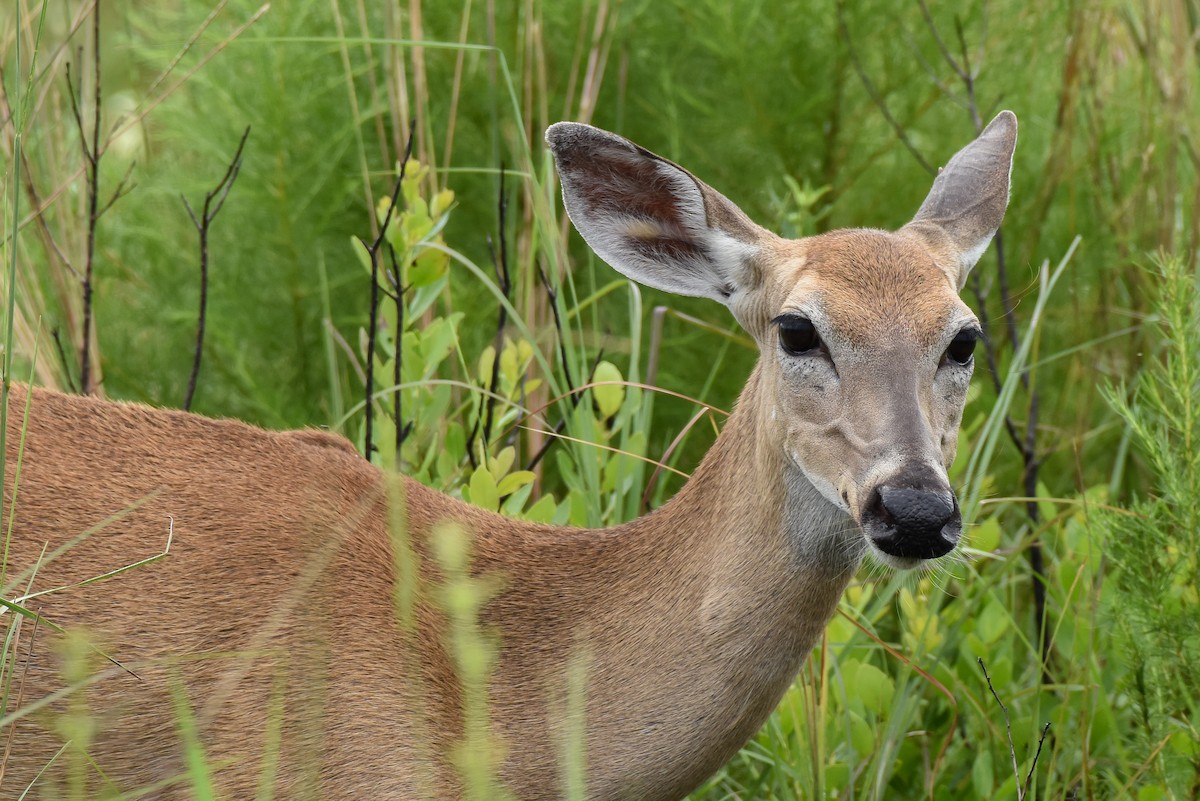White-tailed Deer - ML659183796