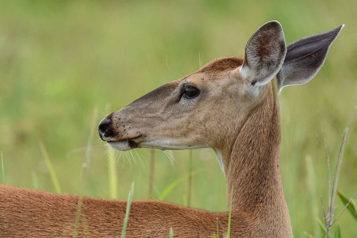 White-tailed Deer - ML659183797
