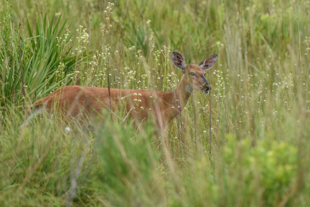 White-tailed Deer - ML659183798