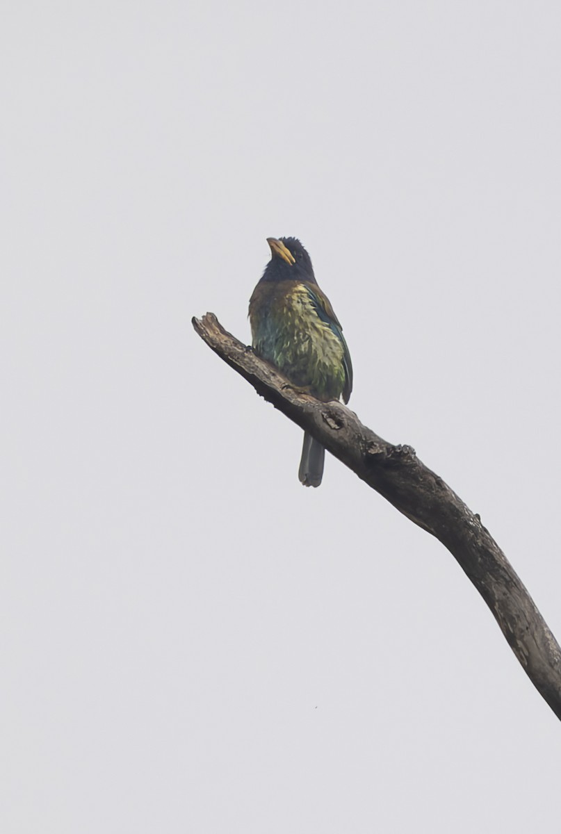 Great Barbet - ML659183814