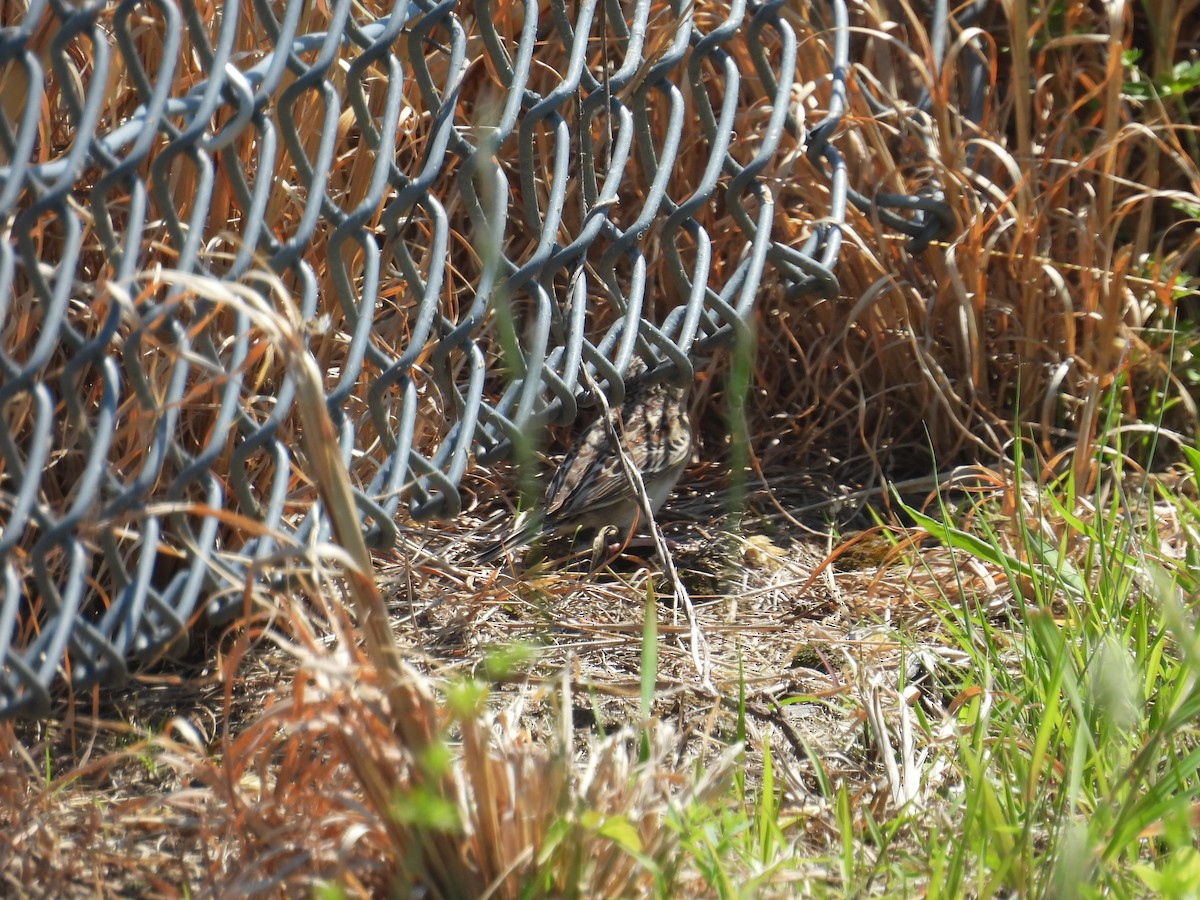 Grasshopper Sparrow - ML659183853