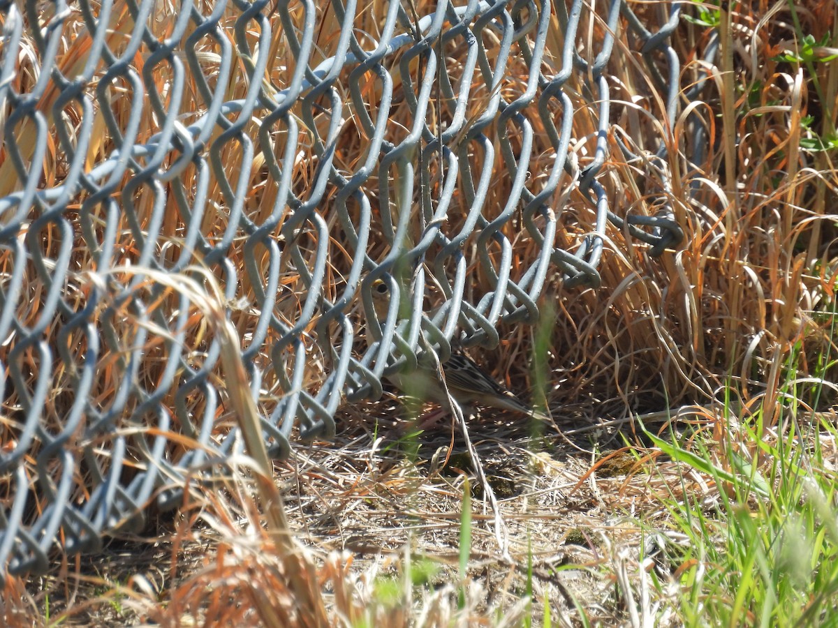 Grasshopper Sparrow - ML659183860