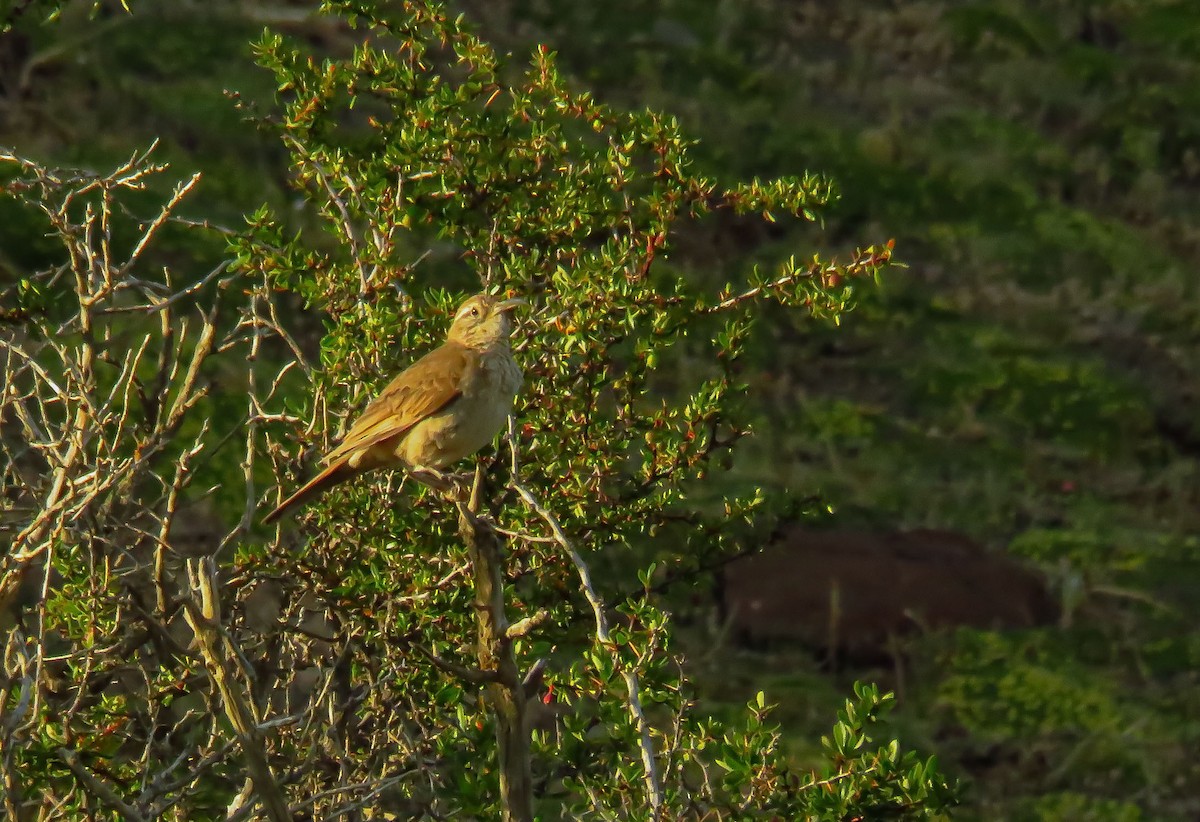 Scale-throated Earthcreeper - ML659183880