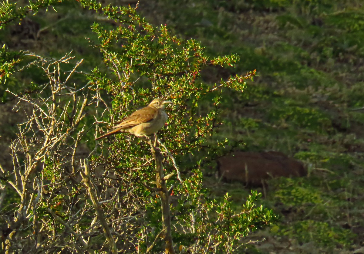 Scale-throated Earthcreeper - ML659183881