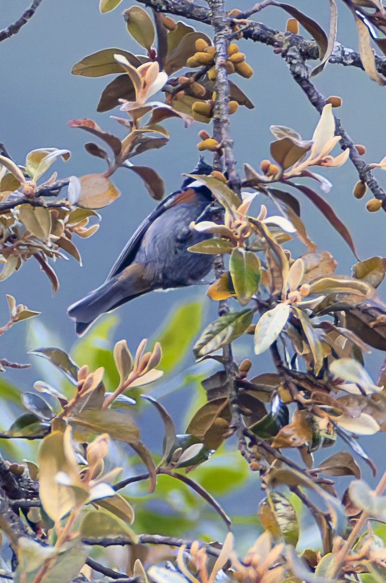 Coal Tit - ML659184011