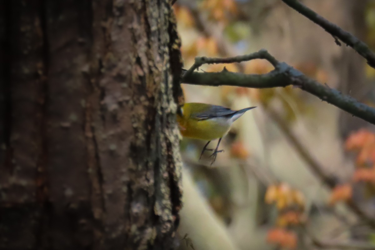 Prothonotary Warbler - ML659184026