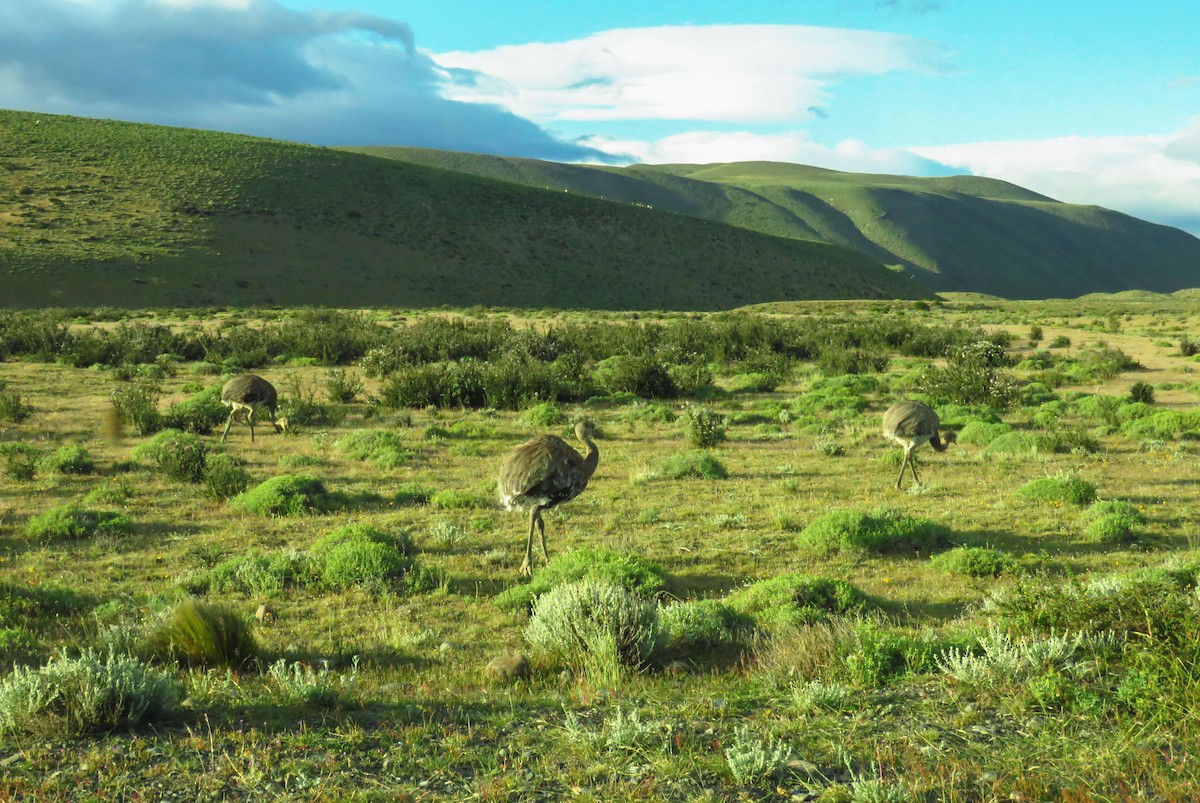 Lesser Rhea - ML659184043