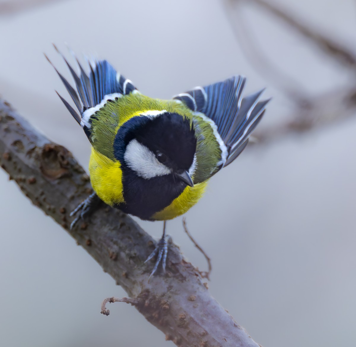 Green-backed Tit - ML659184052