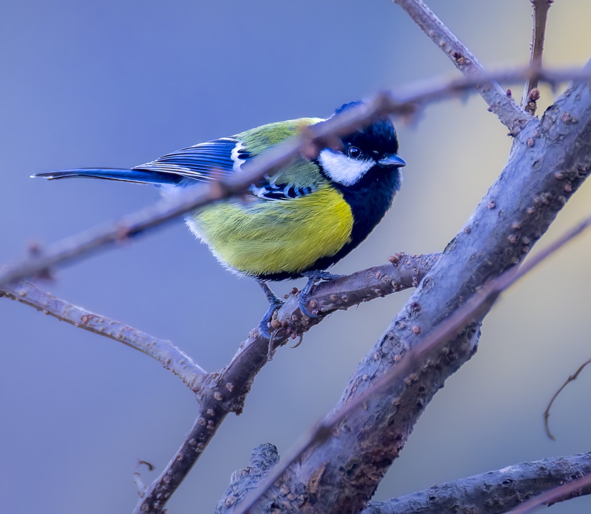 Green-backed Tit - ML659184059