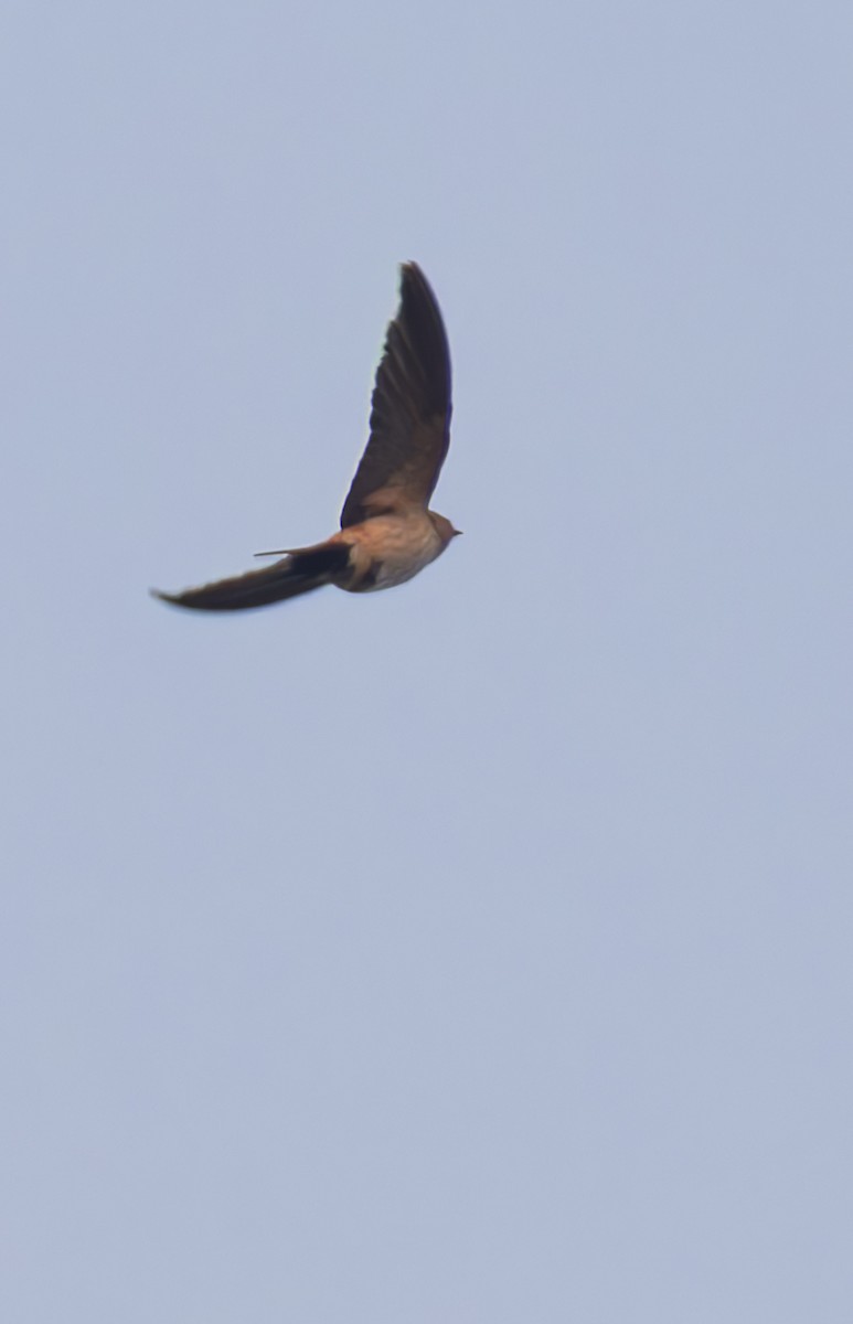 Eastern Red-rumped Swallow - ML659184080